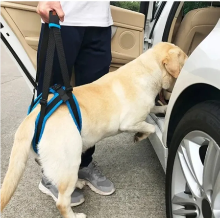 Owner using the rear lift harness to help a Labrador into a car