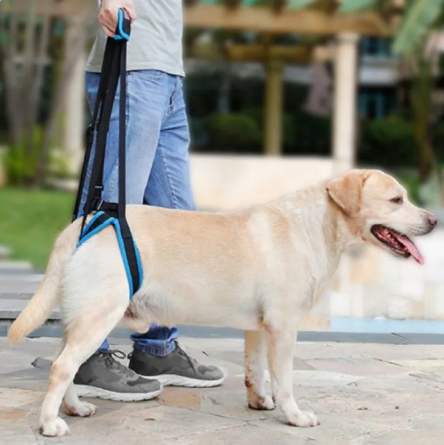 Labrador walking with the rear lift harness, owner holding the handle