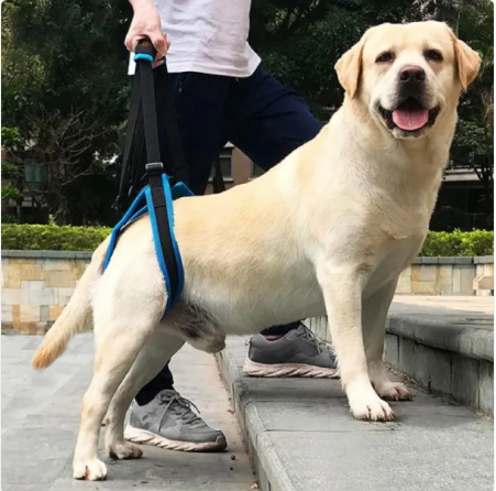 Labrador on outdoor steps wearing the rear lift harness